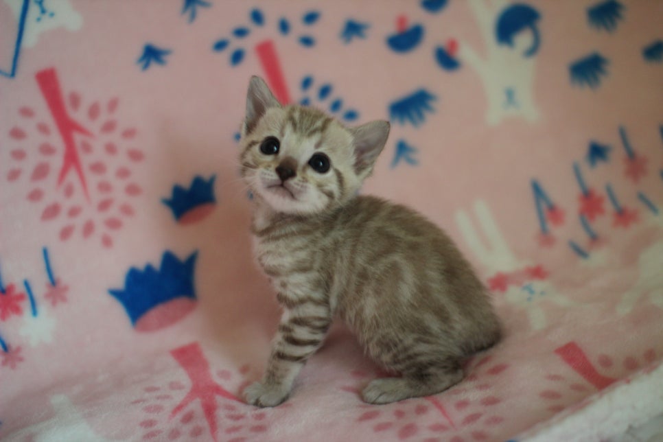 스노우뱅갈고양이 분양은 소유가 최고지! 관련 이미지 17