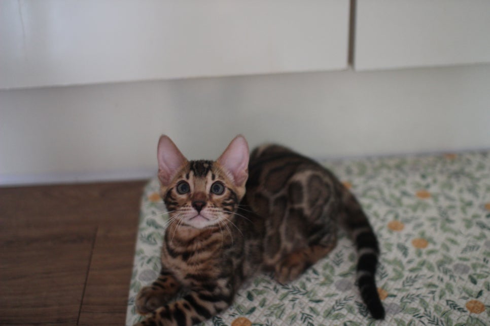 뱅갈고양이 강아지들 등장이요~~ 관련 이미지 6