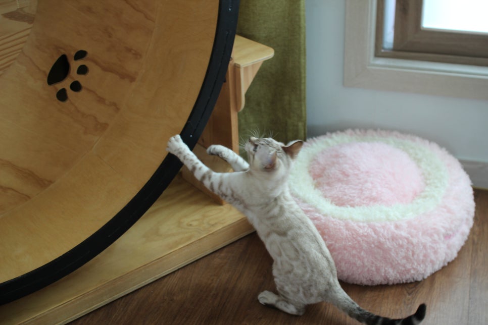 개냥이 스노우뱅갈고양이 남아 분양해요~ 관련 이미지 8