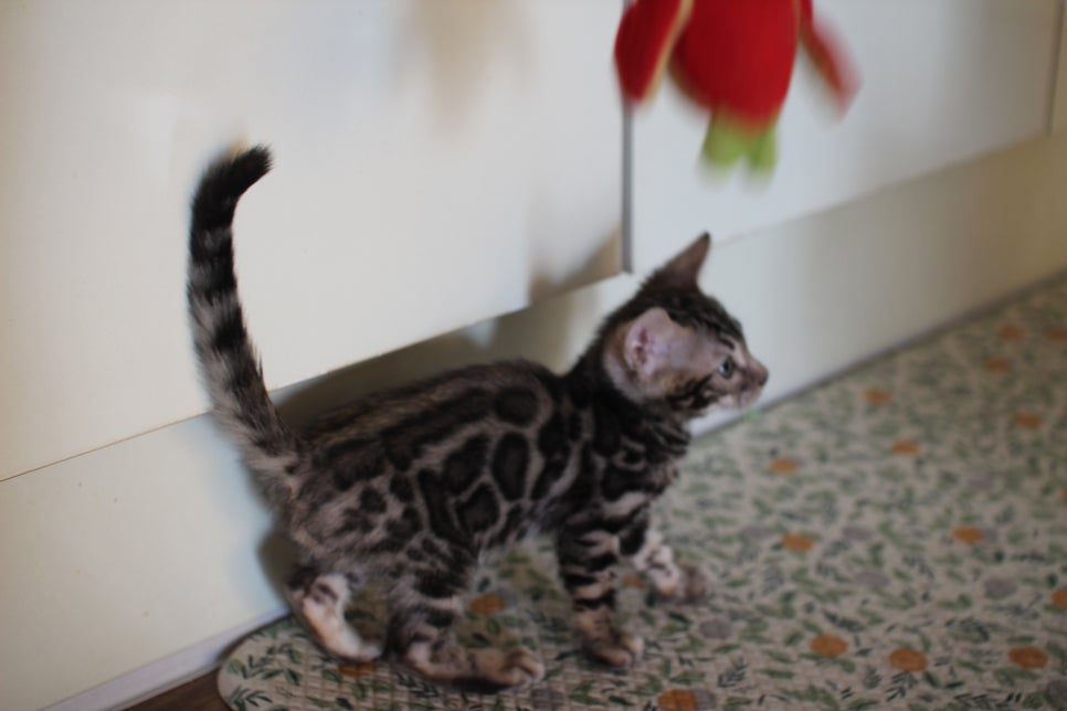 뱅갈고양이분양 행복 가득한 아이들 관련 이미지 13