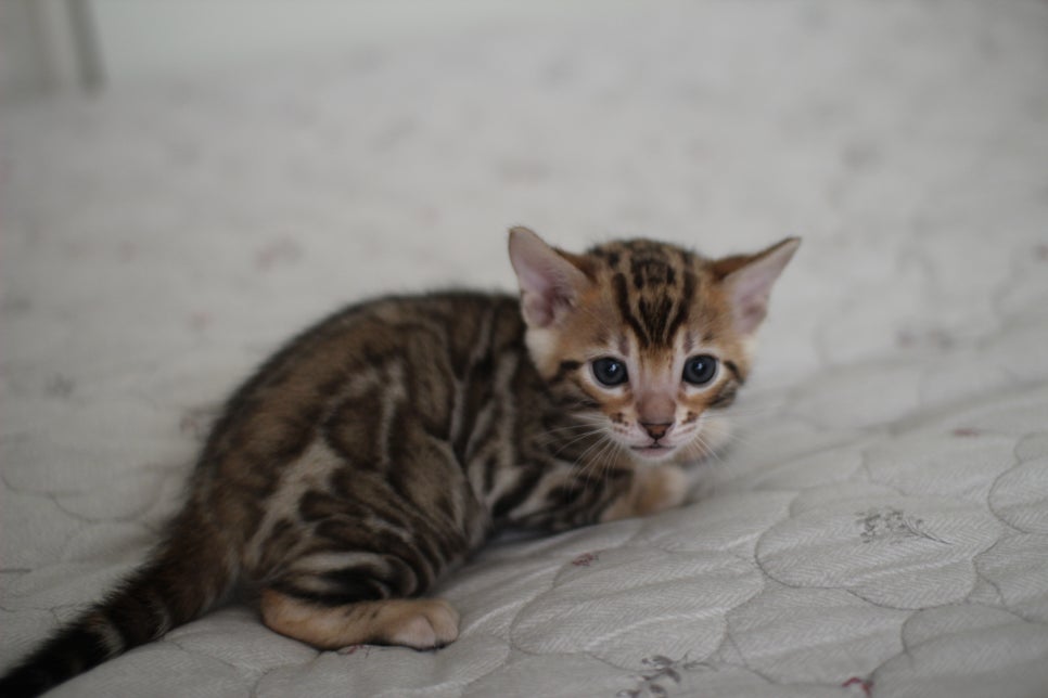 빅로젯이 멋진 뱅갈고양이 남아 분양해요~ 관련 이미지 5