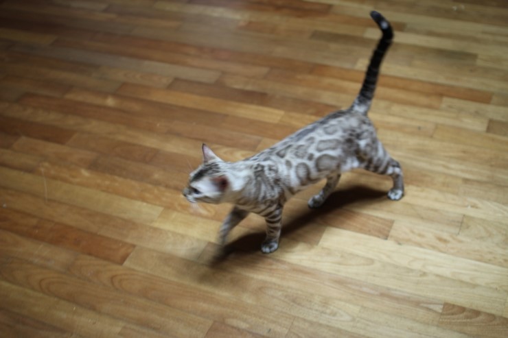 실밍크 뱅갈고양이 영웅이예요~~ 관련 이미지 4