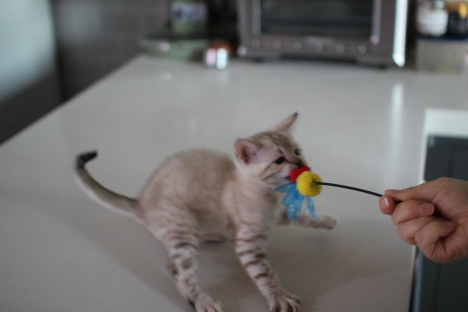 사람만 졸졸졸 따라 다니는 스노우뱅갈고양이 여아 분양해요~ 관련 이미지 12