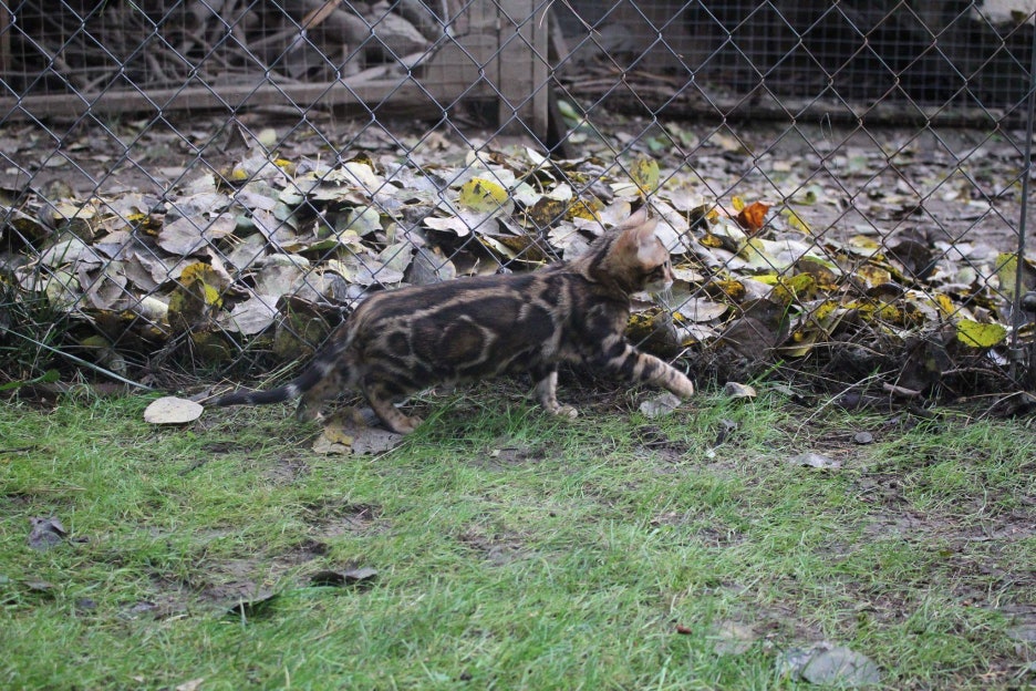 캐나다에서 보내준 뱅갈고양이 남아 사진이예요~ 관련 이미지 1