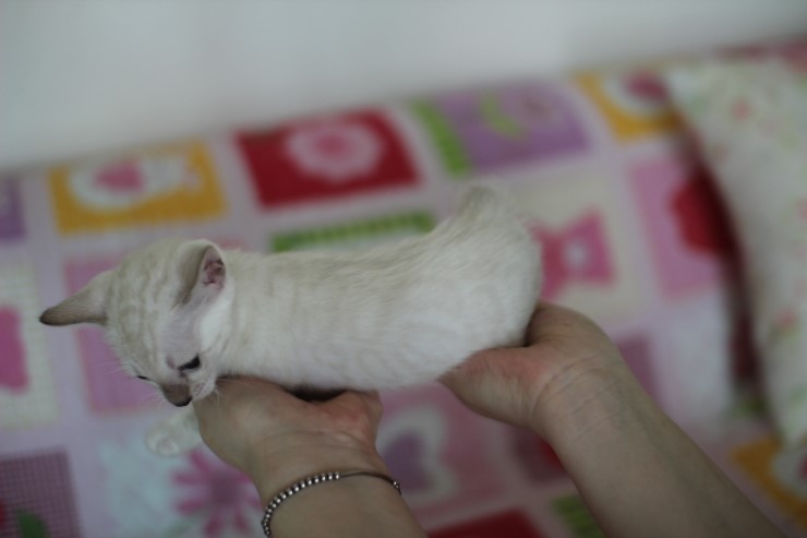 스노우뱅갈고양이 꼬맹이 여아예요~ 관련 이미지 4