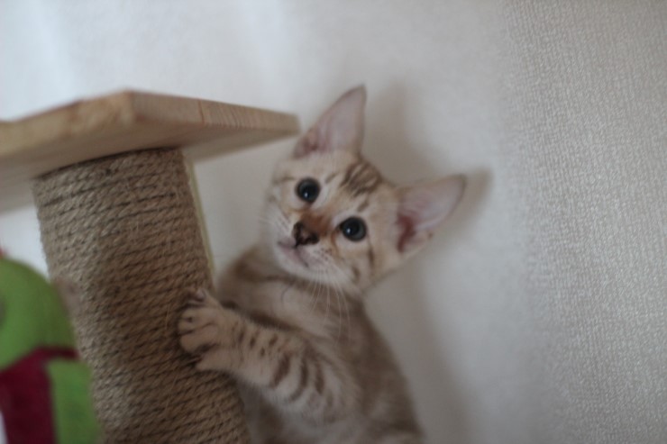 실밍크 뱅갈고양이 분양 남아 두아이 소개 합니다 관련 이미지 8