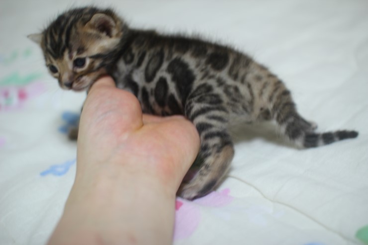 뱅고양이 남매예요~ 관련 이미지 8