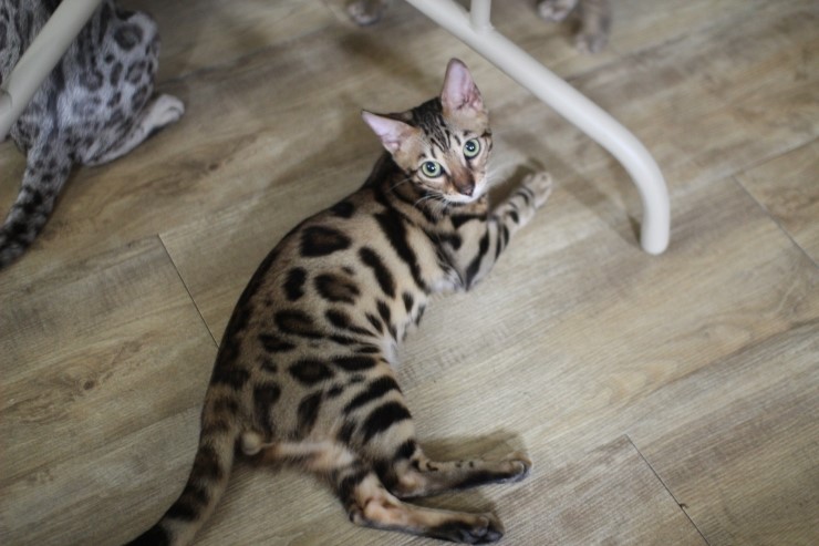 뱅갈고양이 미남 로한이와 아이들... 관련 이미지 6