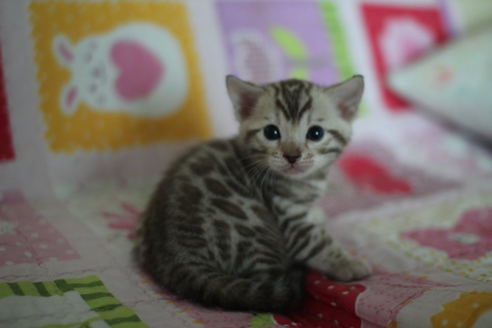 앙증,깜찍 스노우 뱅갈고양이 꼬맹이들~~ 관련 이미지 5