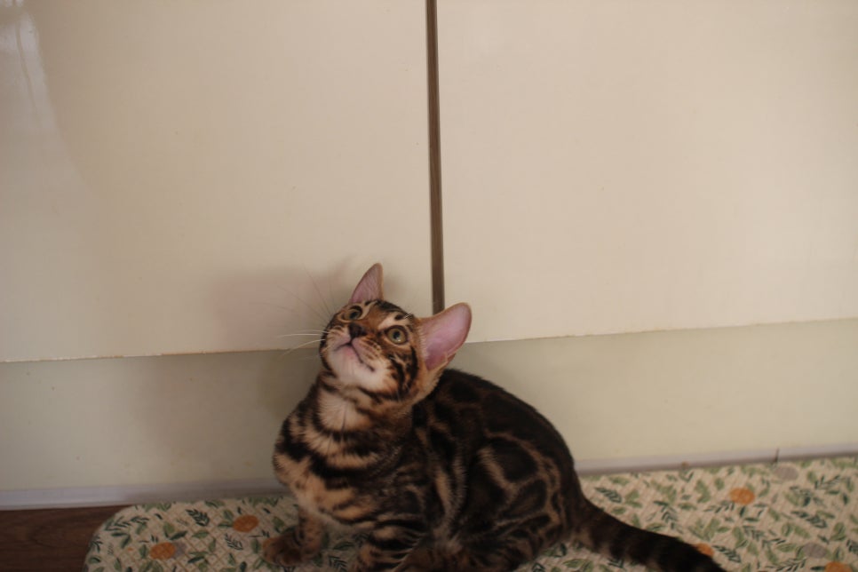 브라운 뱅갈고양이 분양중인 아이들 오늘 모습 입니다~ 관련 이미지 13