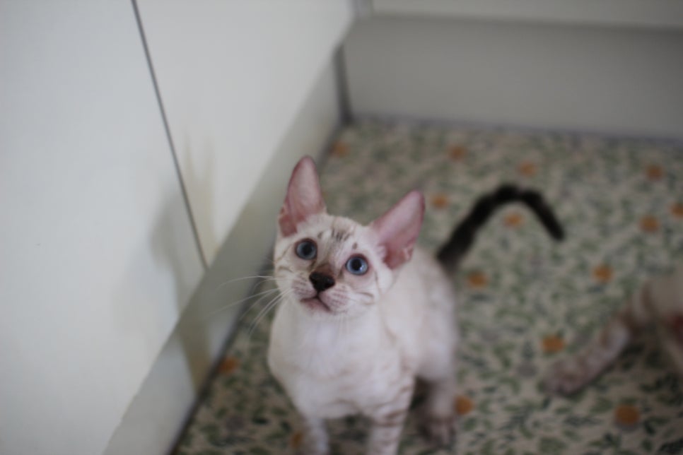 뱅갈고양이분양 진정한 개냥이란 관련 이미지 2