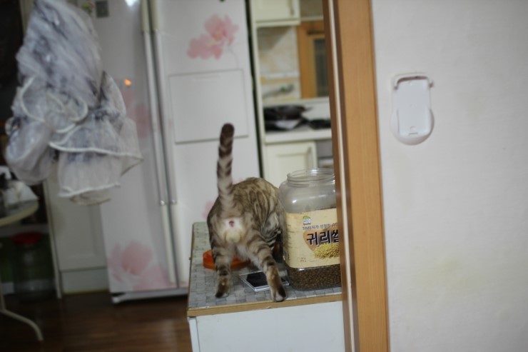 실밍크 뱅갈고양이 킹이예요~~ 관련 이미지 6