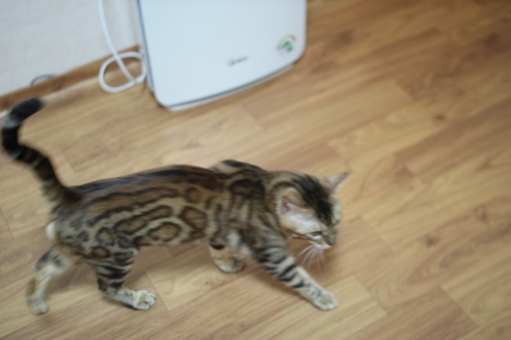 뱅갈고양이 장고~ 관련 이미지 4