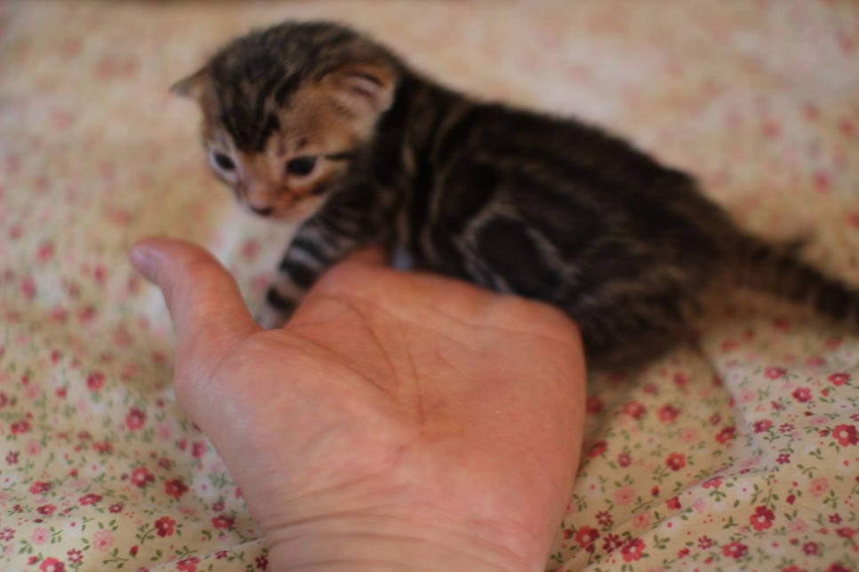 브라운뱅갈고양이 여아 분양해요~ 관련 이미지 5