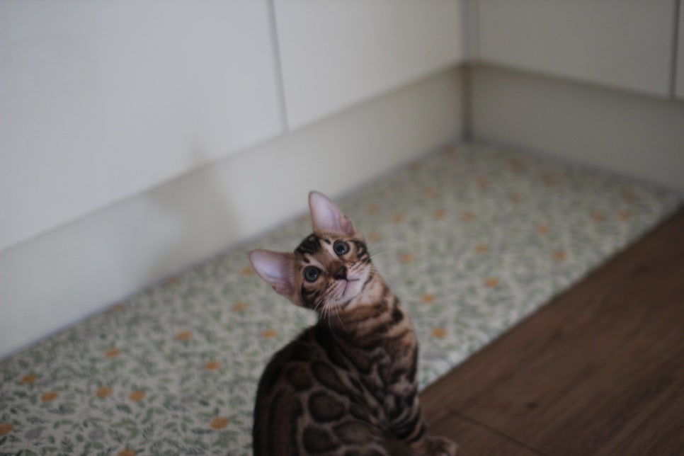 뱅갈고양이 강아지들 등장이요~~ 관련 이미지 1