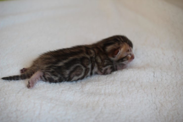 실버,브라운 뱅갈고양이 꼬물이들 사진 입니다 관련 이미지 9