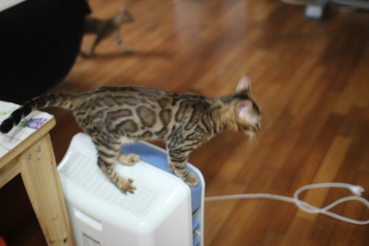 뱅갈고양이 태양이 분양 합니다~ 관련 이미지 1