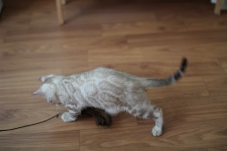 실밍크 뱅갈고양이 곰돌이예요~ 관련 이미지 3