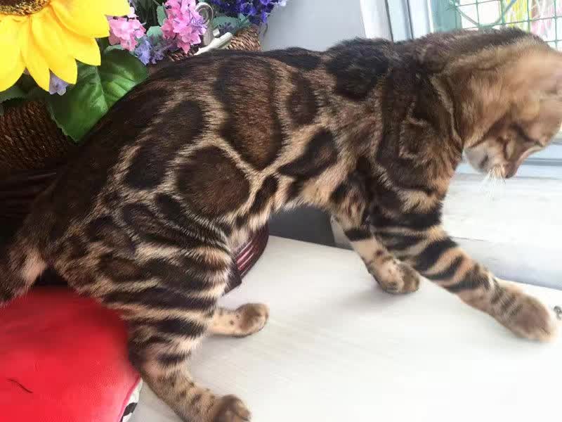 저희집 아이가 해외에서 배출한 뱅갈고양이 자묘예요~ 관련 이미지 5