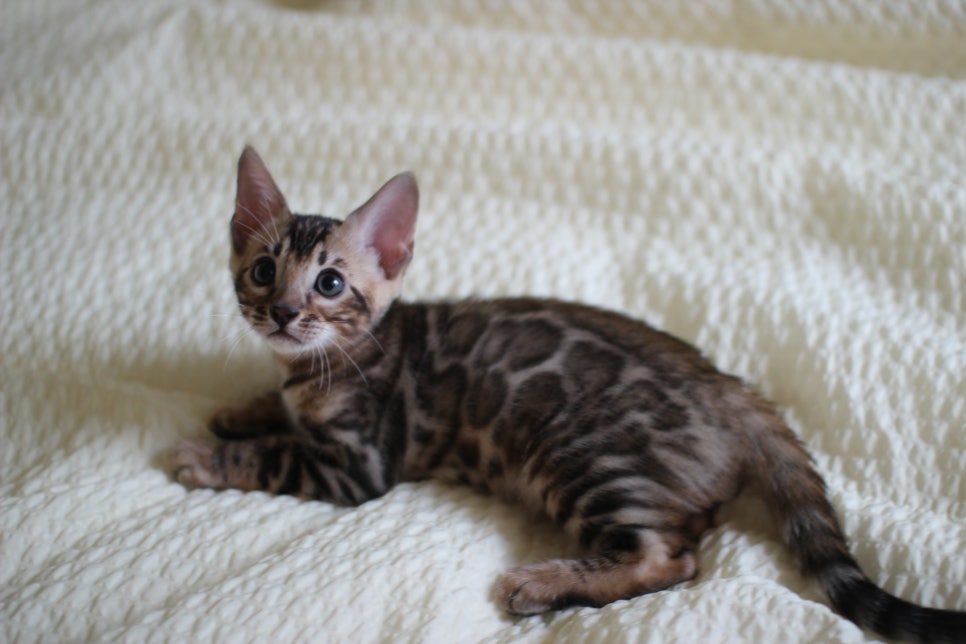 활발한 뱅갈고양이 남아3 분양해요~ 관련 이미지 8