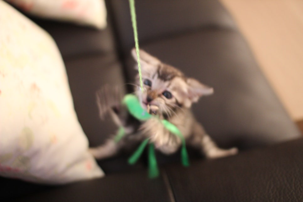 멋진 클라우드 로젯을 가진 실버뱅갈고양이 남아 입니다~ 관련 이미지 2