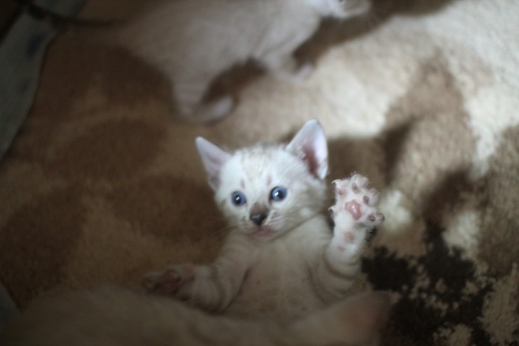 뱅갈고양이 꼬맹이들 많이 컸어요~ 관련 이미지 9