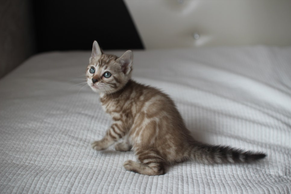 뱅갈고양이분양 고민하지 마세요! 관련 이미지 12