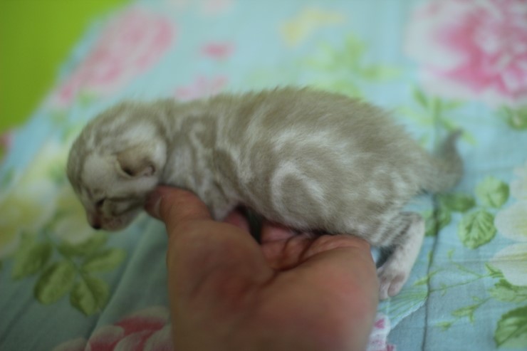 실밍크 스노우 뱅갈고양이 남아 꼬맹이예요 관련 이미지 5