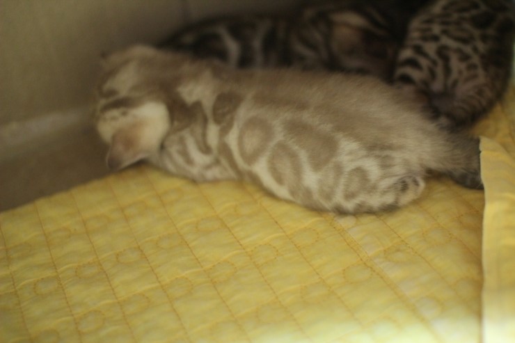 스노우 밍크 뱅갈고양이 남아 예약 분양 합니다~ 관련 이미지 3