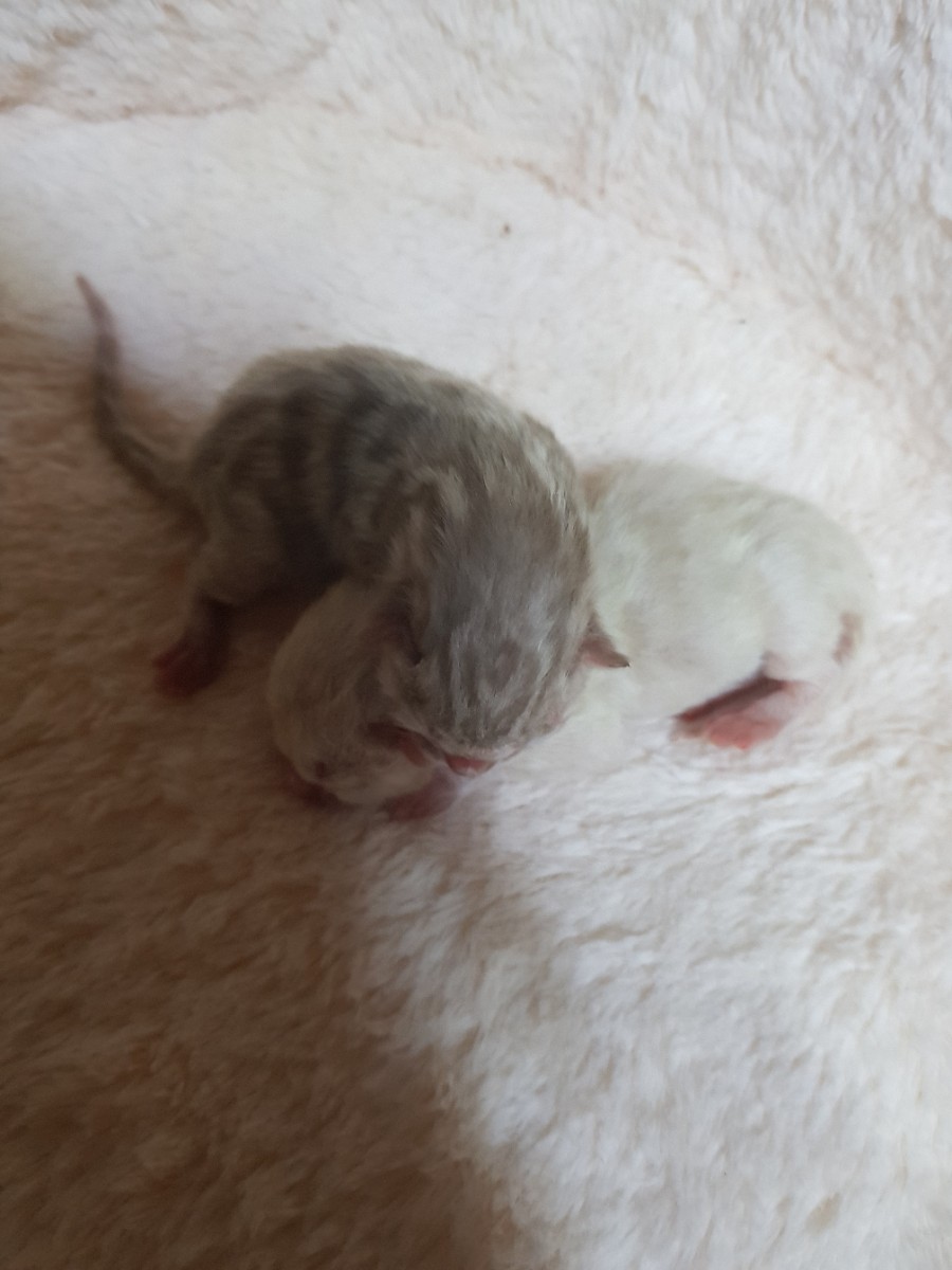 스노우뱅갈고양이 꼬물이들 태어났어요~ 관련 이미지 1