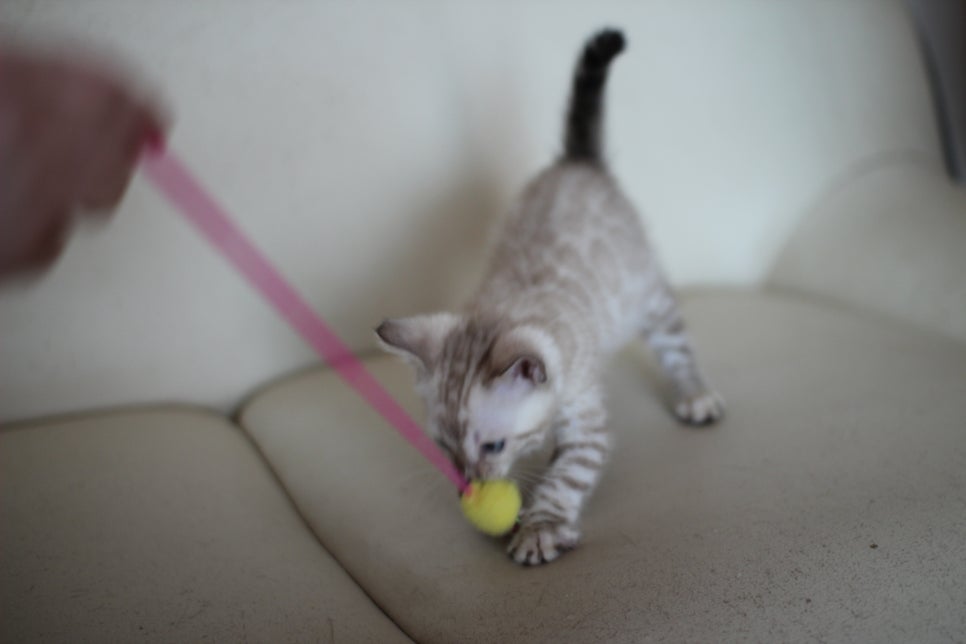 스노우 뱅갈고양이 남아에요~ 관련 이미지 6