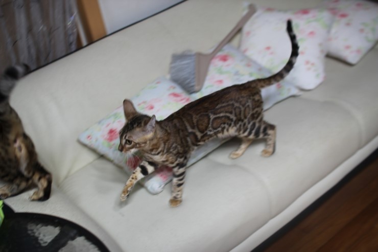 소유캐터리 종묘인 뱅갈고양이 여아 스텔라예요~ 관련 이미지 5