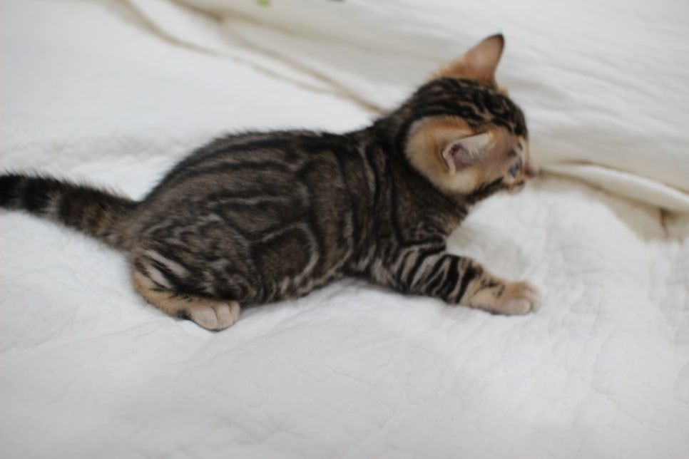 점점 개냥이가 되가는 브라운 뱅갈고양이 여아예요~ 관련 이미지 2