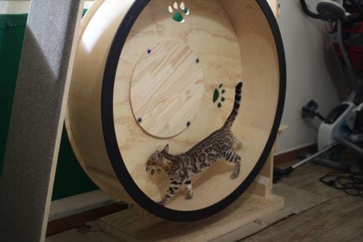 뱅갈고양이,스노우뱅갈고양이,뱅갈고양이분양 스노우 꼬맹이 재롱에 귀여워 죽겠어요 ㅎㅎㅎㅎㅎㅎ 관련 이미지 6