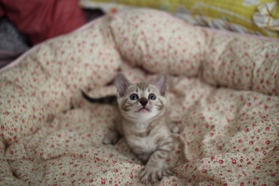 브라운 뱅갈 남아,여아,스노우뱅갈 남아 분양해요~ 관련 이미지 8