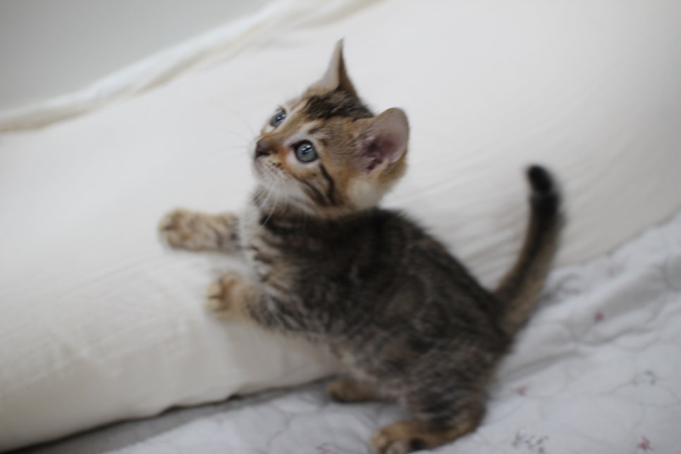 빅로젯이 멋진 완전완전 개냥이 남아 분양해요~ 관련 이미지 4