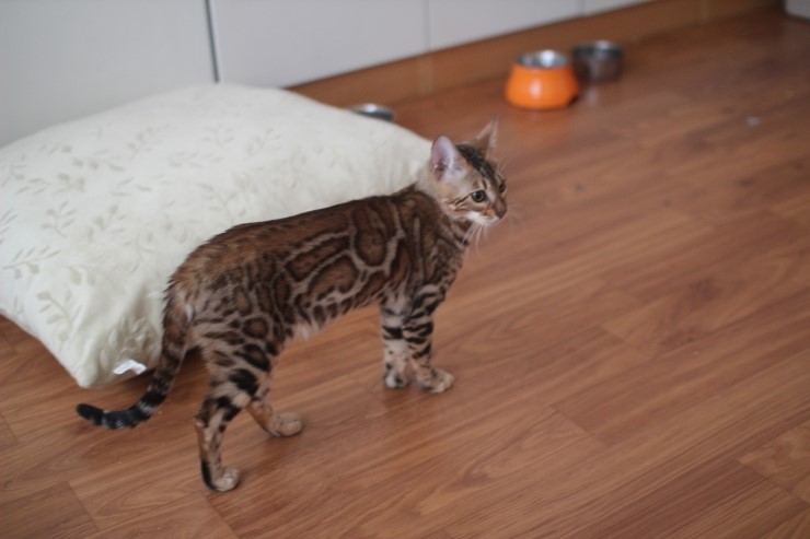소유캐터리 키퍼 여아 뱅갈고양이 스텔라예요~ 관련 이미지 11