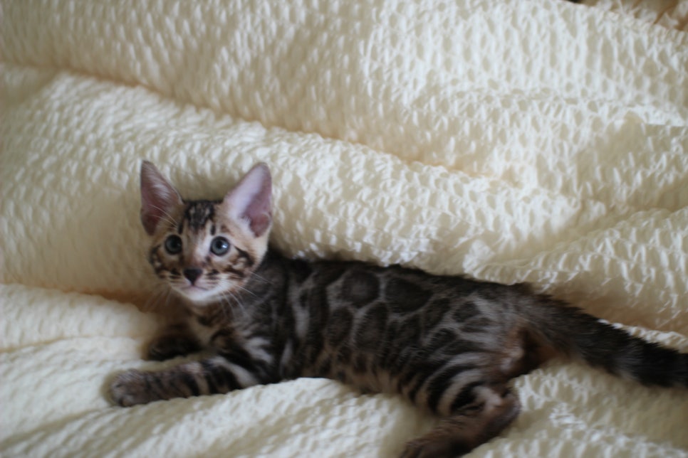 뱅갈고양이 막둥이 분양해요~ 관련 이미지 16