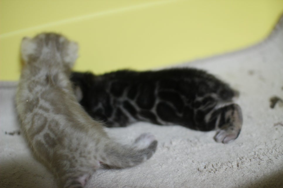 브라운과 실밍크 뱅갈고양이 꼬물이~ 관련 이미지 8