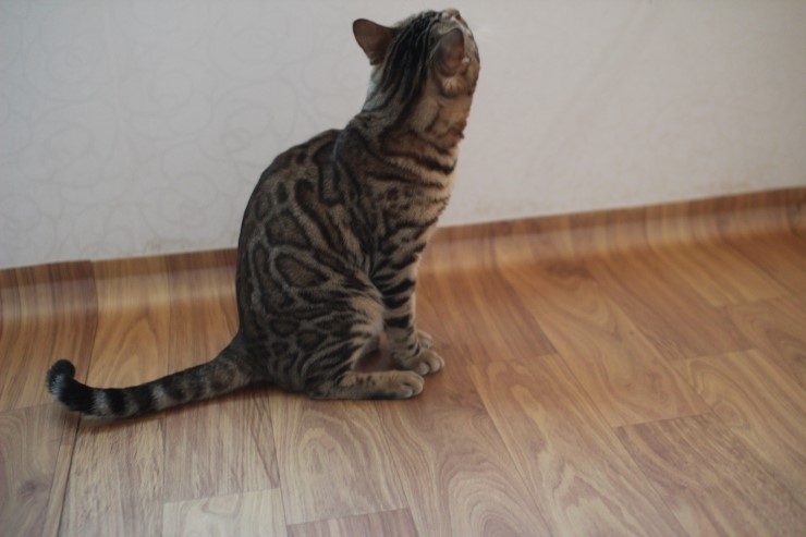 뱅갈고양이 장고 오랜만에 인사 올립니다~ 관련 이미지 3
