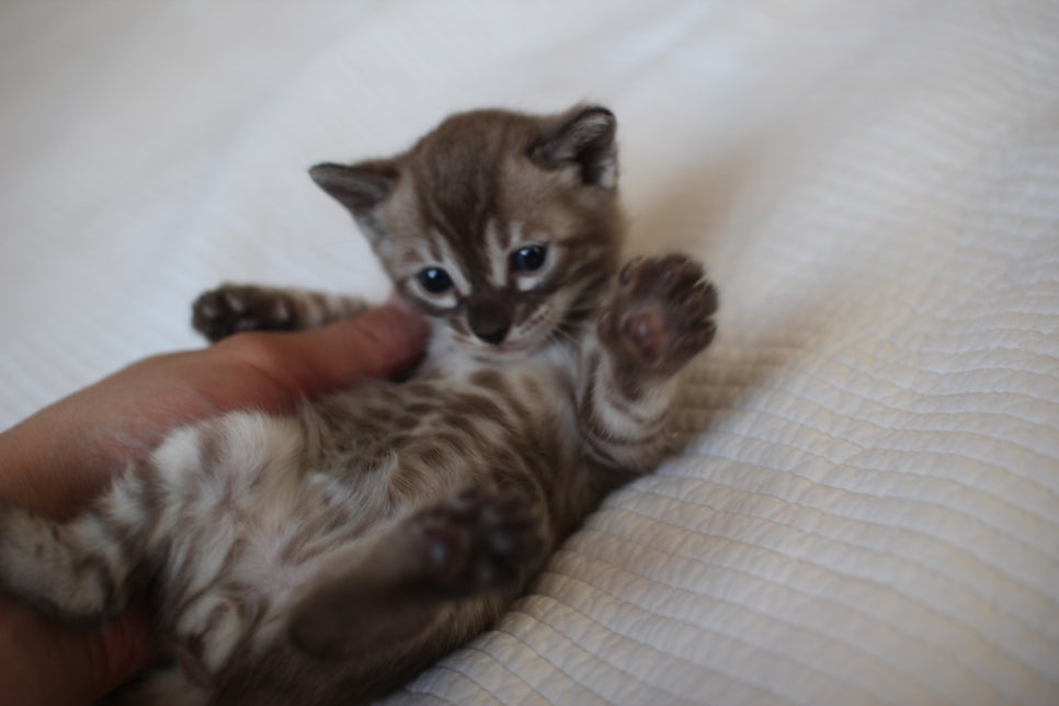 밍크차콜 뱅갈고양이 남아 예약 분양 합니다~ 관련 이미지 8