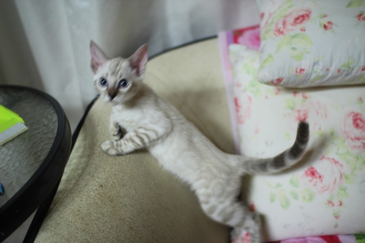 스노우뱅갈고양이 여아들 이쁘고 건강히 성장하고 있어요~ 관련 이미지 5