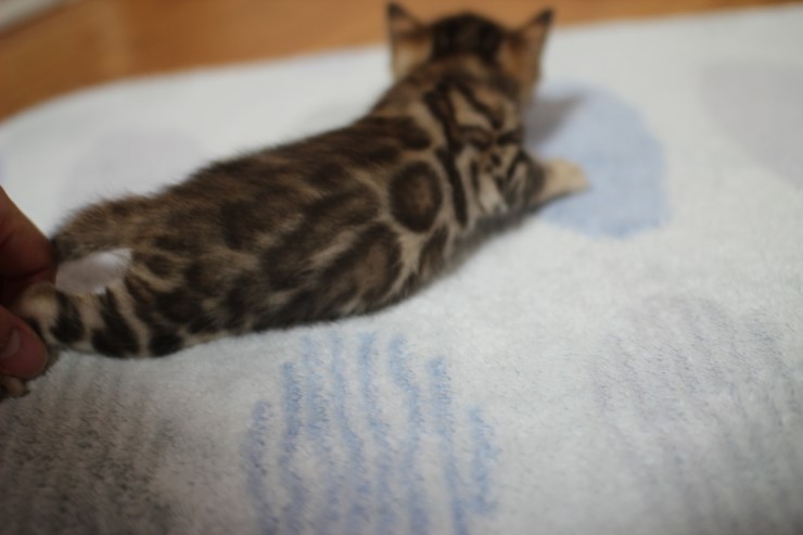 뱅갈고양이 빅로젯 꼬맹이예요~ 관련 이미지 4