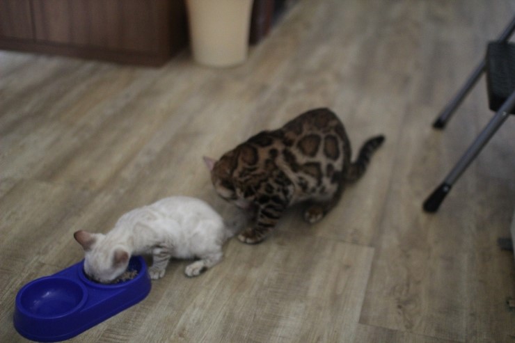 뱅갈고양이,뱅갈고양이분양 새친구 링컨이와 초아가 많이 친해졌어요~~~~~~~ 관련 이미지 2