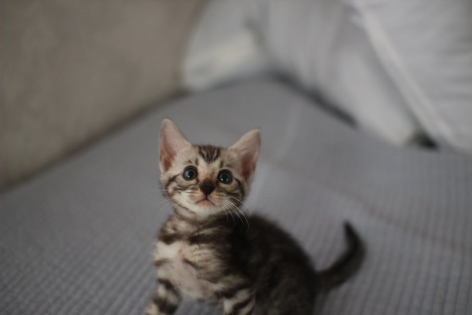 실버뱅갈고양이 여아 완전 깜찍,이쁜이로 크고 있어요~ 관련 이미지 2