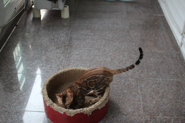 브라운 뱅갈고양이 남아 워리어 입니다~ 관련 이미지 7