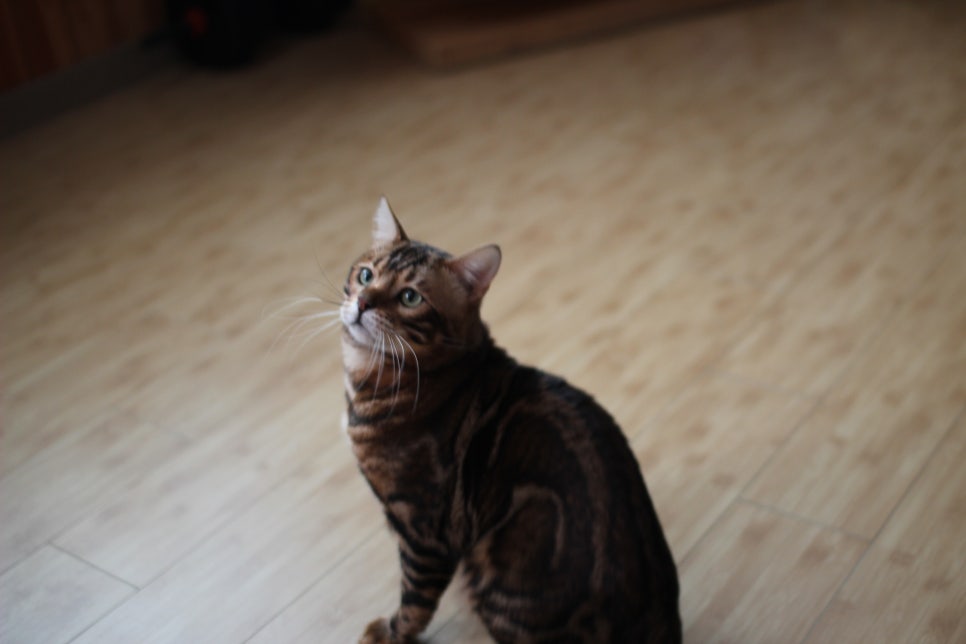 뱅갈고양이 블랙홀과 동희예요~ 관련 이미지 5