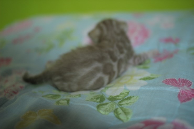 실밍크 스노우 뱅갈고양이 남아 꼬맹이예요 관련 이미지 11