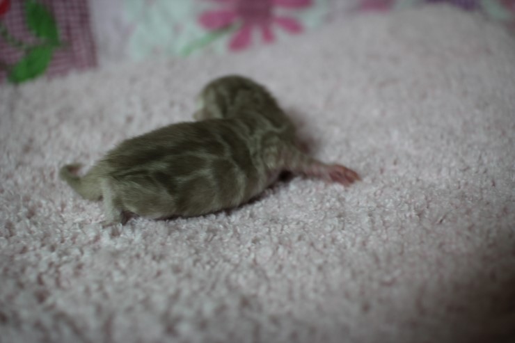 소유뱅갈고양이 캐터리 출산소식 관련 이미지 2