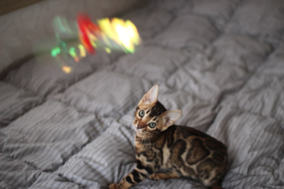 뱅갈고양이 장군이 분양 합니다 (오늘 모습) 관련 이미지 15